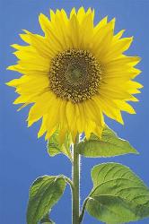 Poster - Sunflower Enmarcado de laminas